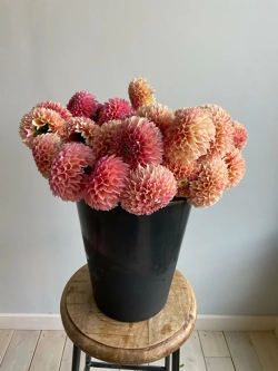 Георгин Sweet Sanne (корень) Закупка М55 апрель 2026