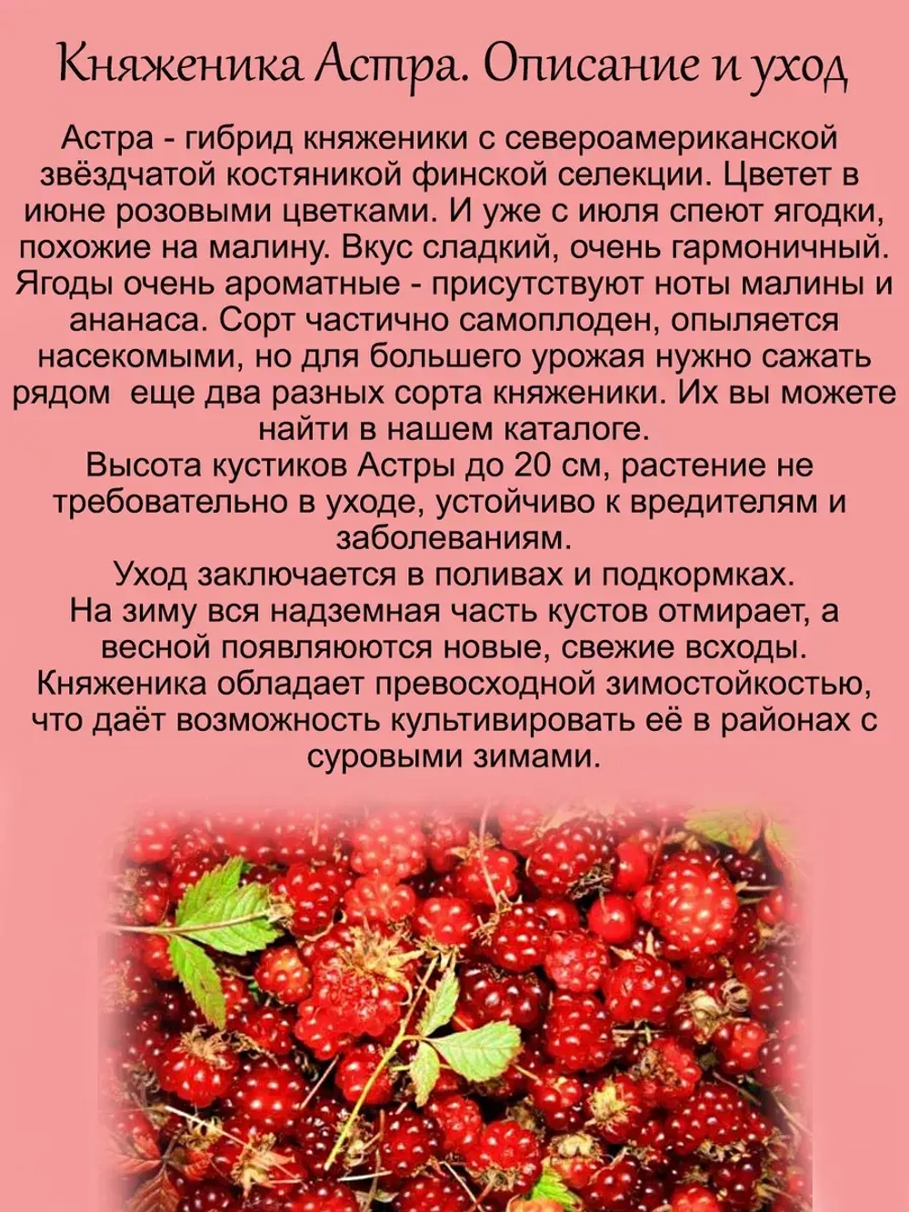 Княженика Астра княжья ягода