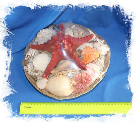 Набор из ракушек 25-30 см