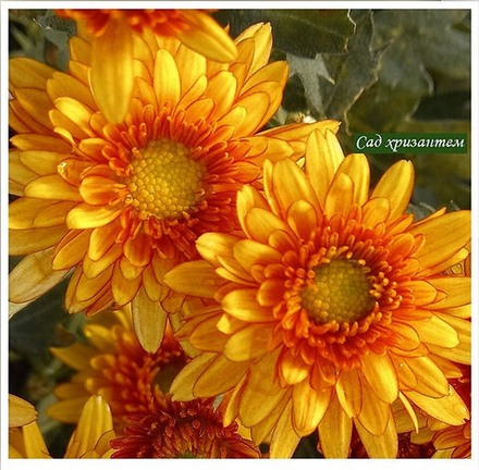 Хризантема мультифлора Vent du Jura chene м.103 /поставка весна 2026г/