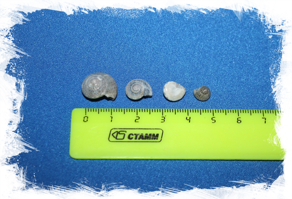 Маленькие спиральные ракушки