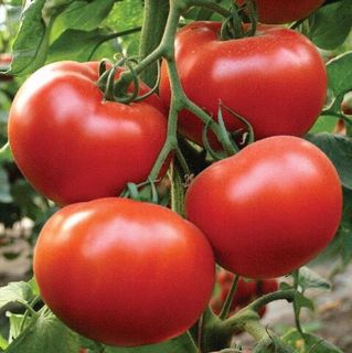 Томат Подарочный   50 грамм