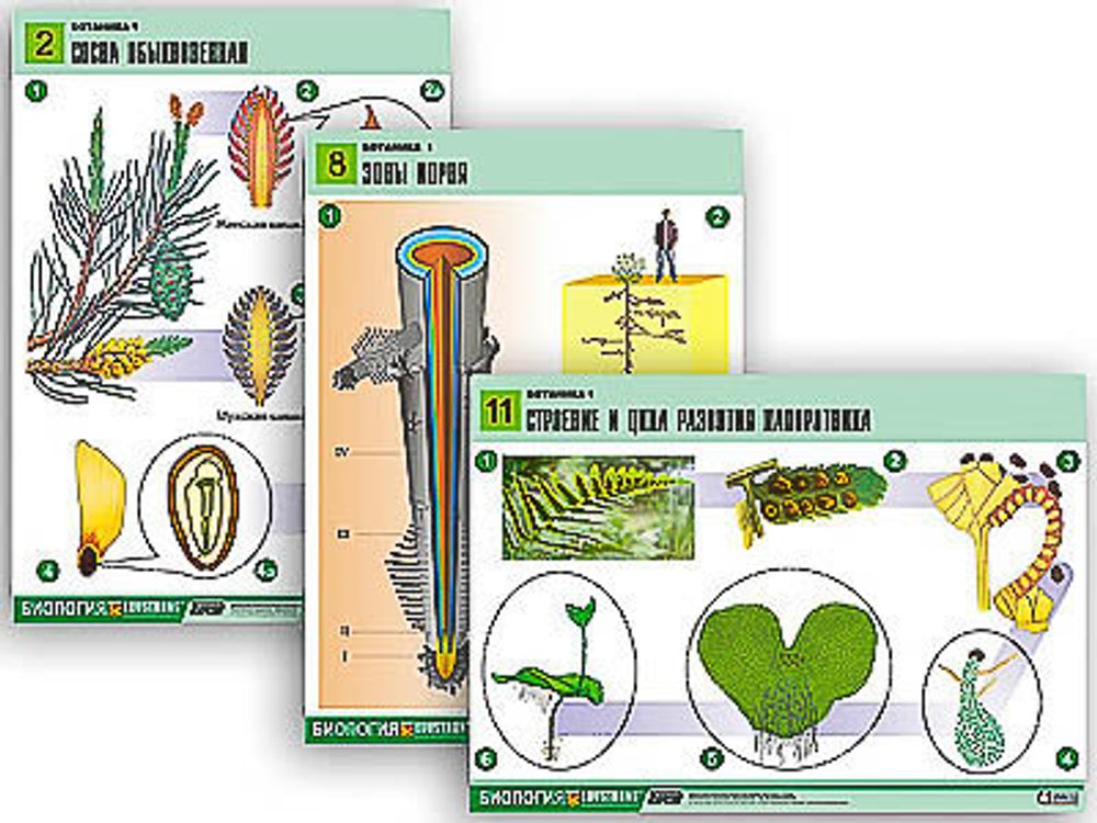 Комплект таблиц &quot;Ботаника 1&quot; (12 табл, формат А1)