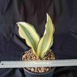 Сансевиерия MASONIANA WHITE