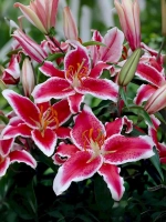 Лилия Старфайтер (Восточный гибрид)