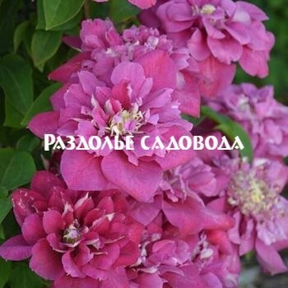 Клематис крупноцветковый Хот Киссес