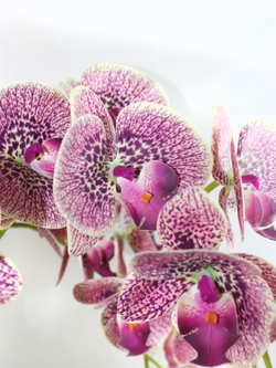 Искусственные Орхидеи 5 веток вишневые 75см в белом кашпо