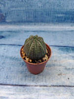 Euphoria Obesa (Эуфорбия)