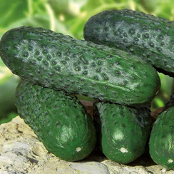 Барвина F1 семена огурца партенокарпического (Nunhems / Нюнемс)