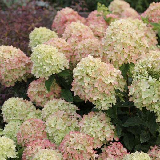 Гортензия метельчатая "Литл Лайм" 7,5л