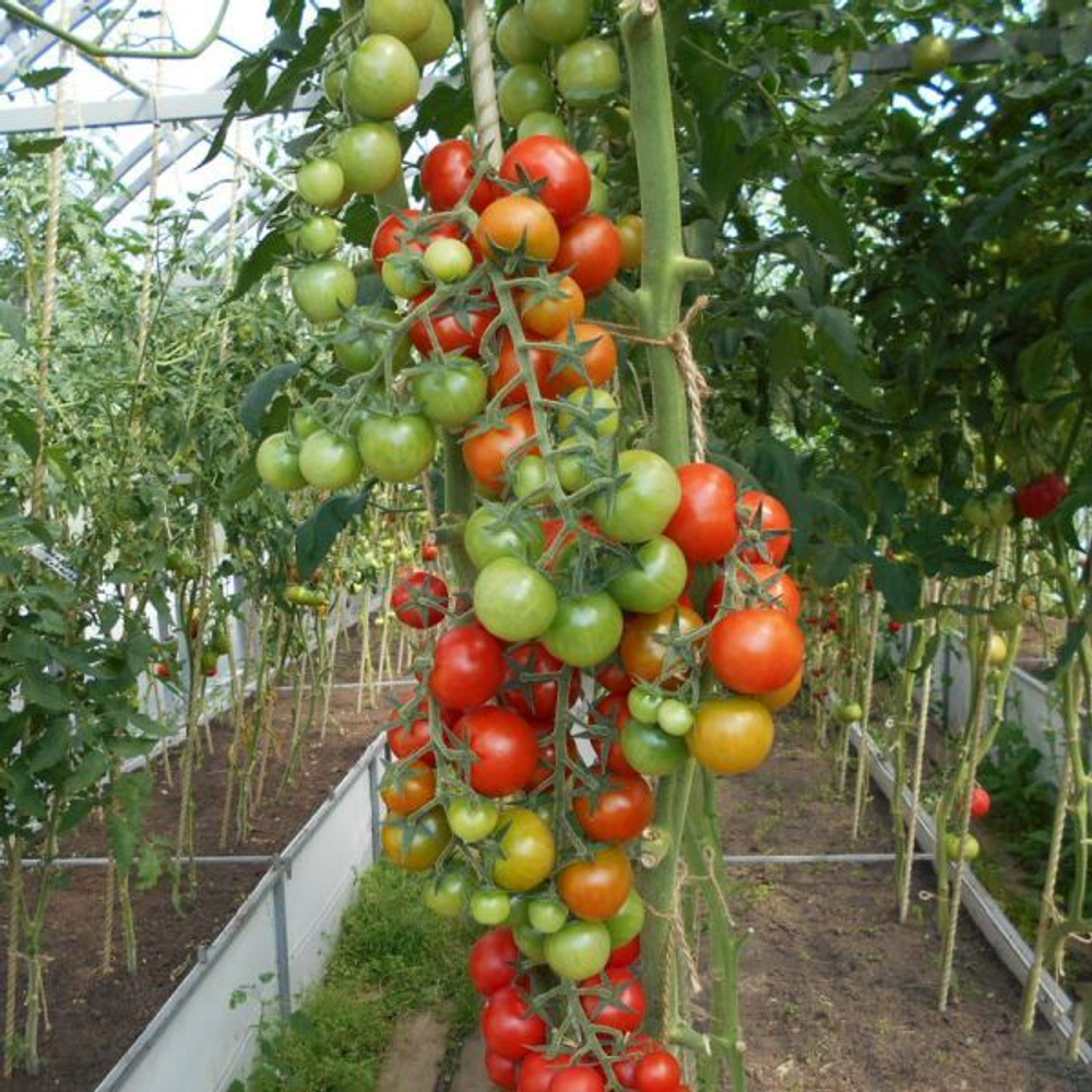 Томат Черри Требус F1 (25шт) Витагрин Профи