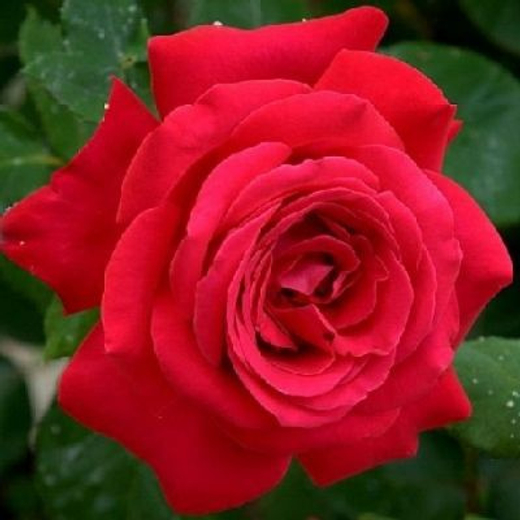 Роза канадская Николас С4 Закупка М43 июнь 2026