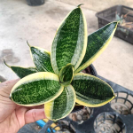 Сансевиерия HAHNII GILT EDGE