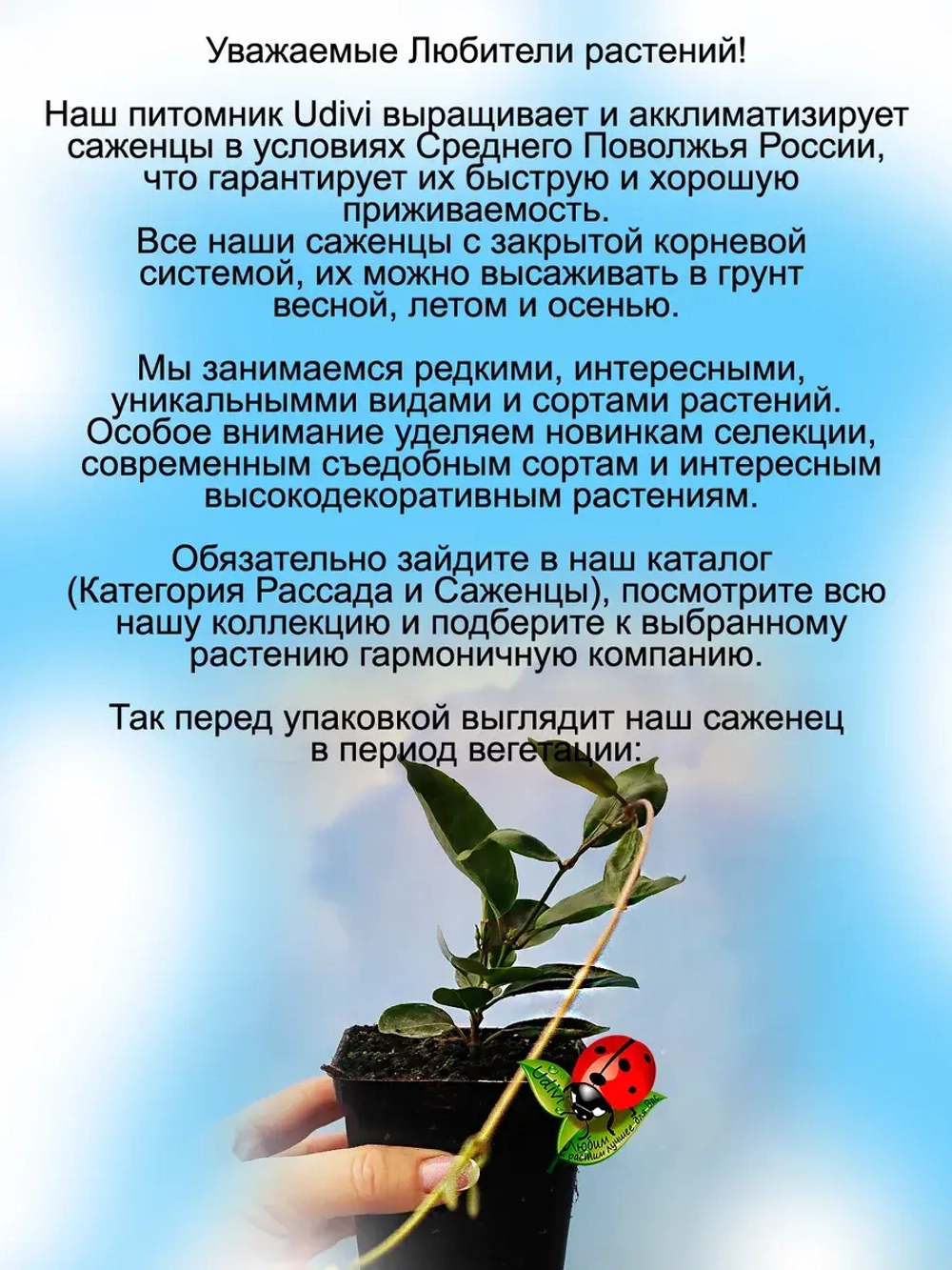 Дипладения Гипнотический Красный мандевилла