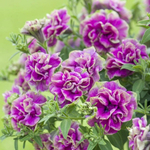 Петуния Тумбелина Дарси Роза