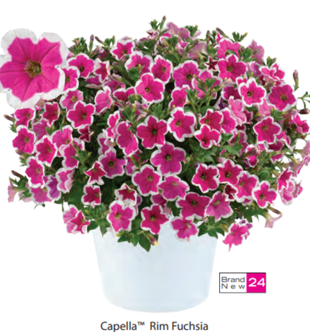 ЕВРО Петуния Capella Rim Fuchsia ОКС укорененные черенки 15-20 февраля