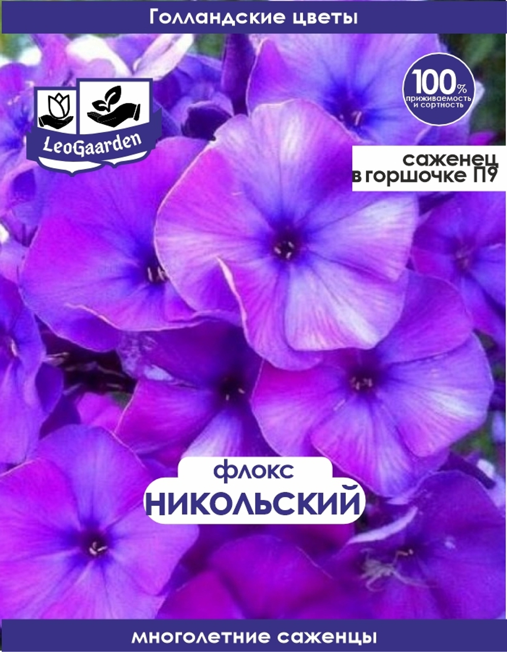Саженец, Флокс, Никольский