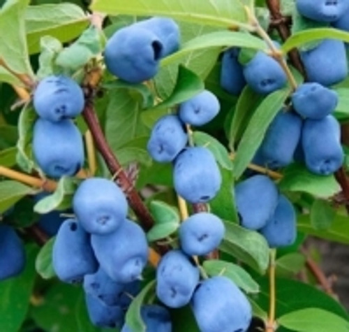 Жимолость канадская Бореал Близзард. Позднего срока плодоношения