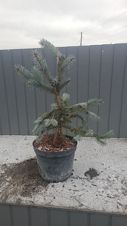 Ель колючая Хупси С7,5л (60-70см) Закупка М35 наличие 2025