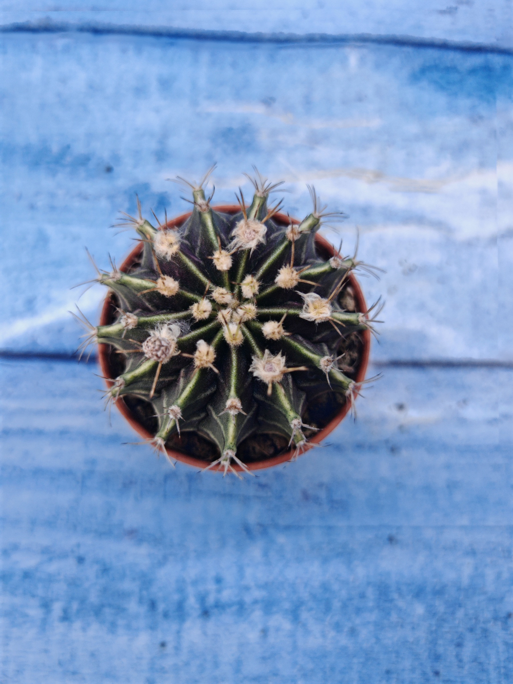 Gymnocalycium Friedrichii (Гимнокалициум)