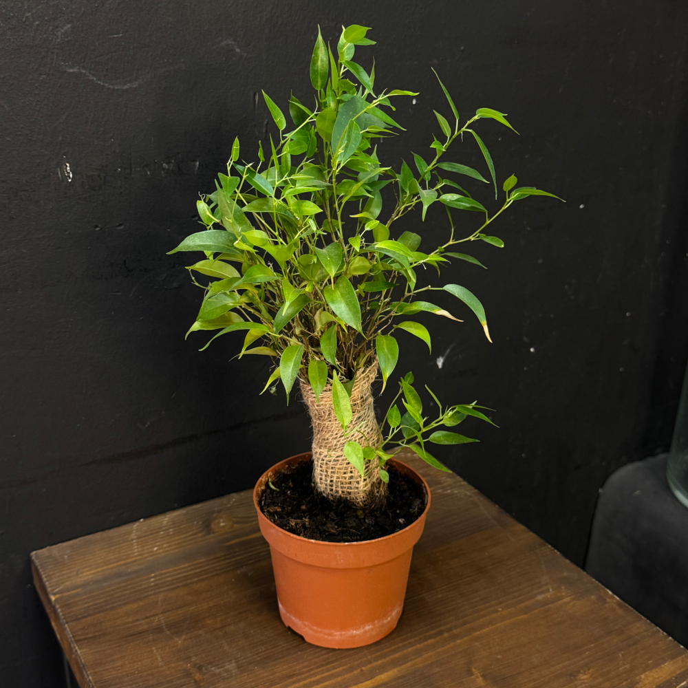 Фикус Бенджамина