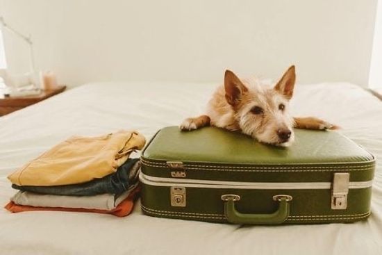 Собака-путешественник: что взять с собой в поездку?