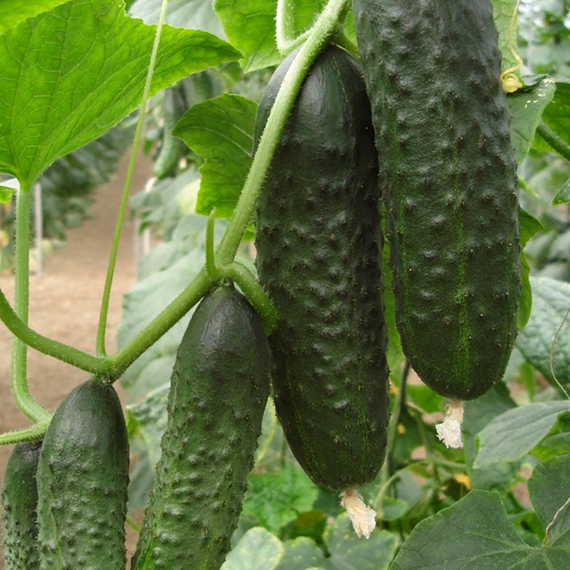 Проскор F1 семена огурца партенокарпического (Nunhems / Нюнемс) культура – фото 6
