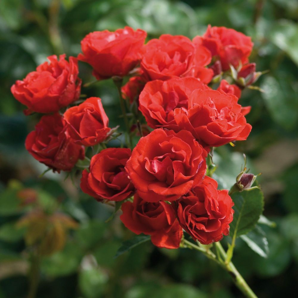 Супер Элфин (Super Elfin)