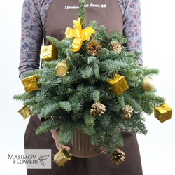 Ель "Дюймовочка в золоте"