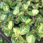 Аглаонема GOLDEN COIN