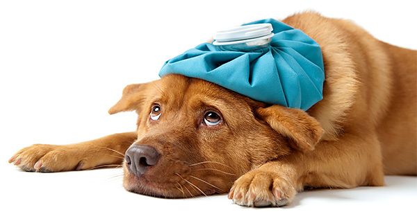 Стресс у собаки. Как помочь любимцу? Стресс у собаки. Как помочь любимцу?