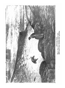 Dante's inferno | Dante Alighieri