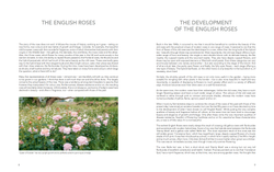 David Austin's English Roses