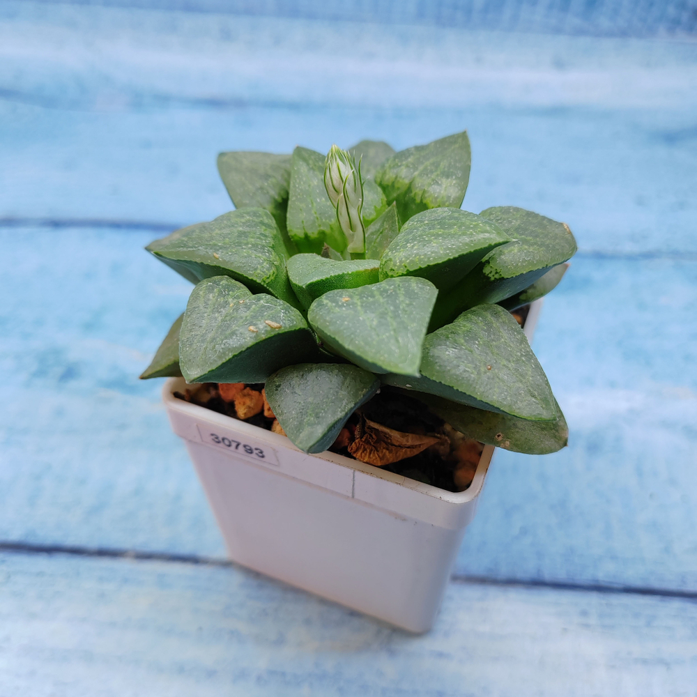 Haworthia Comptoniana Hybride hybrid (Хавортия)