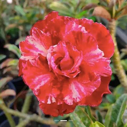 Адениум обесум 274 Phương Trang