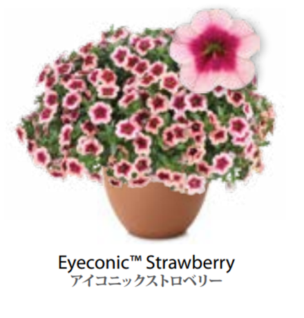 ЕВРО Calibrachoa Eyeconic Strawberry НЕукор черенок конец октября 25