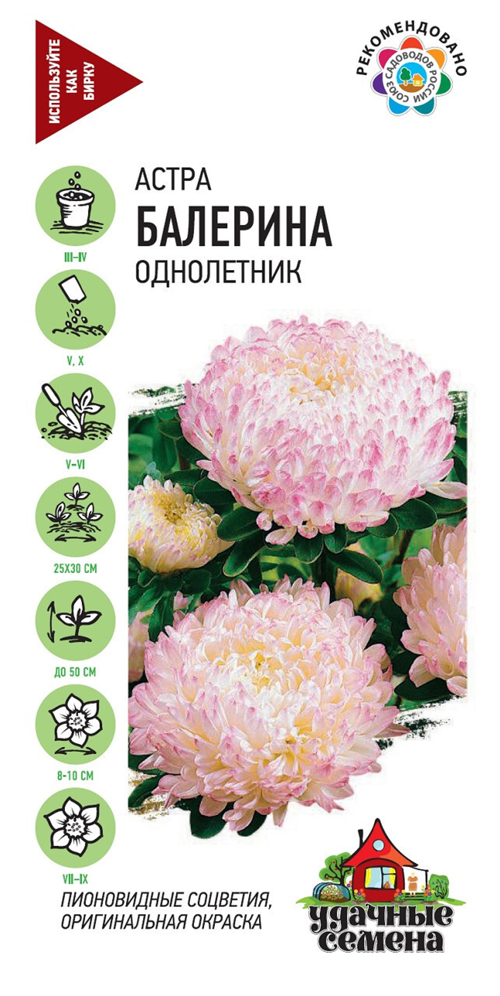Астра Балерина