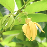 Артаботрис сиамский – Artabotrys siamensis