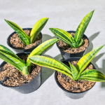 Сансевиерия MARCO POLO