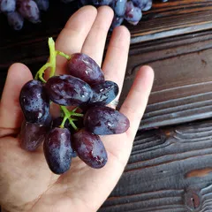 Виноград  Дамские пальчики черный / 500 гр