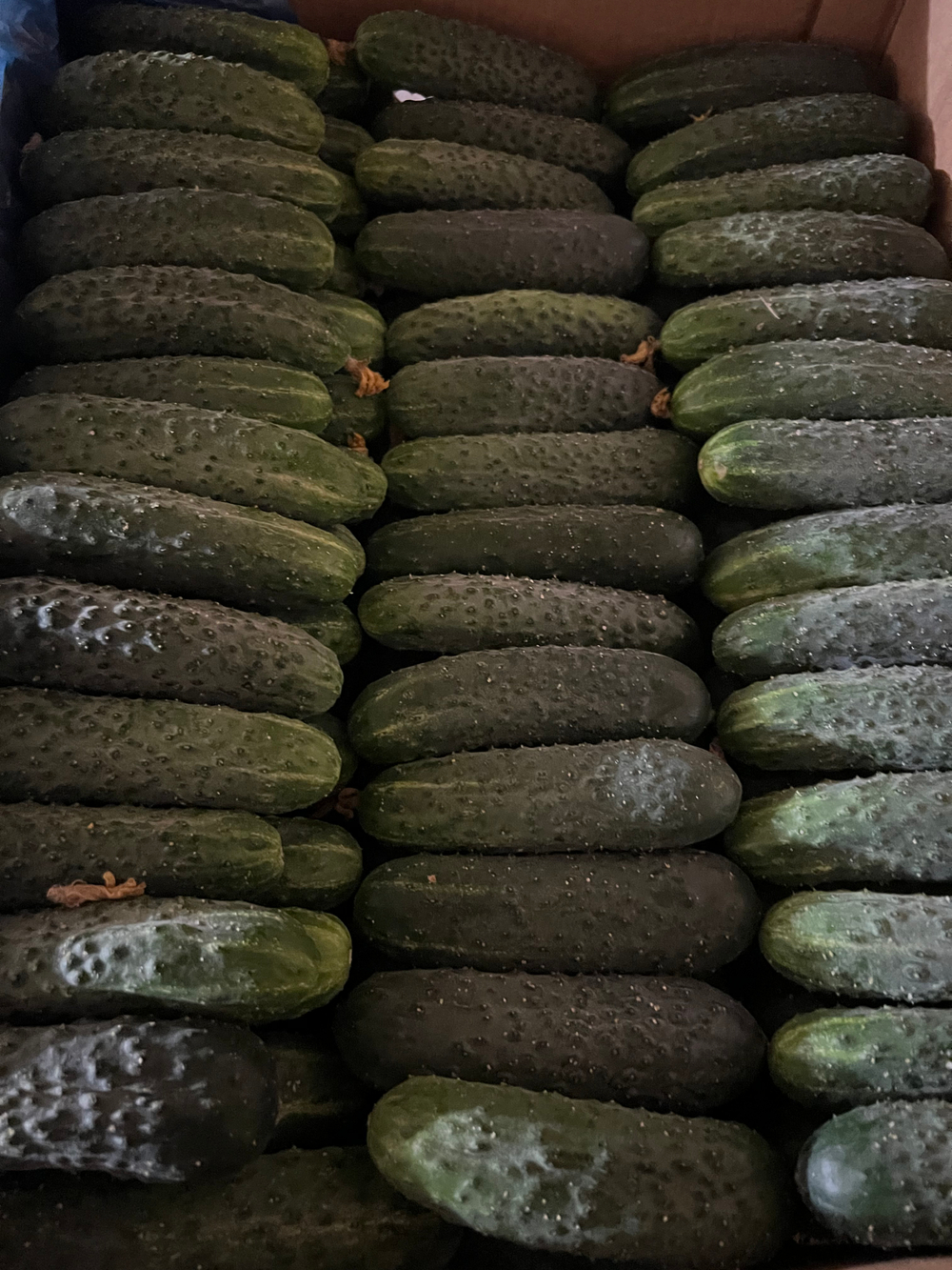 Огурец Турецкий Корнишон F1 10шт