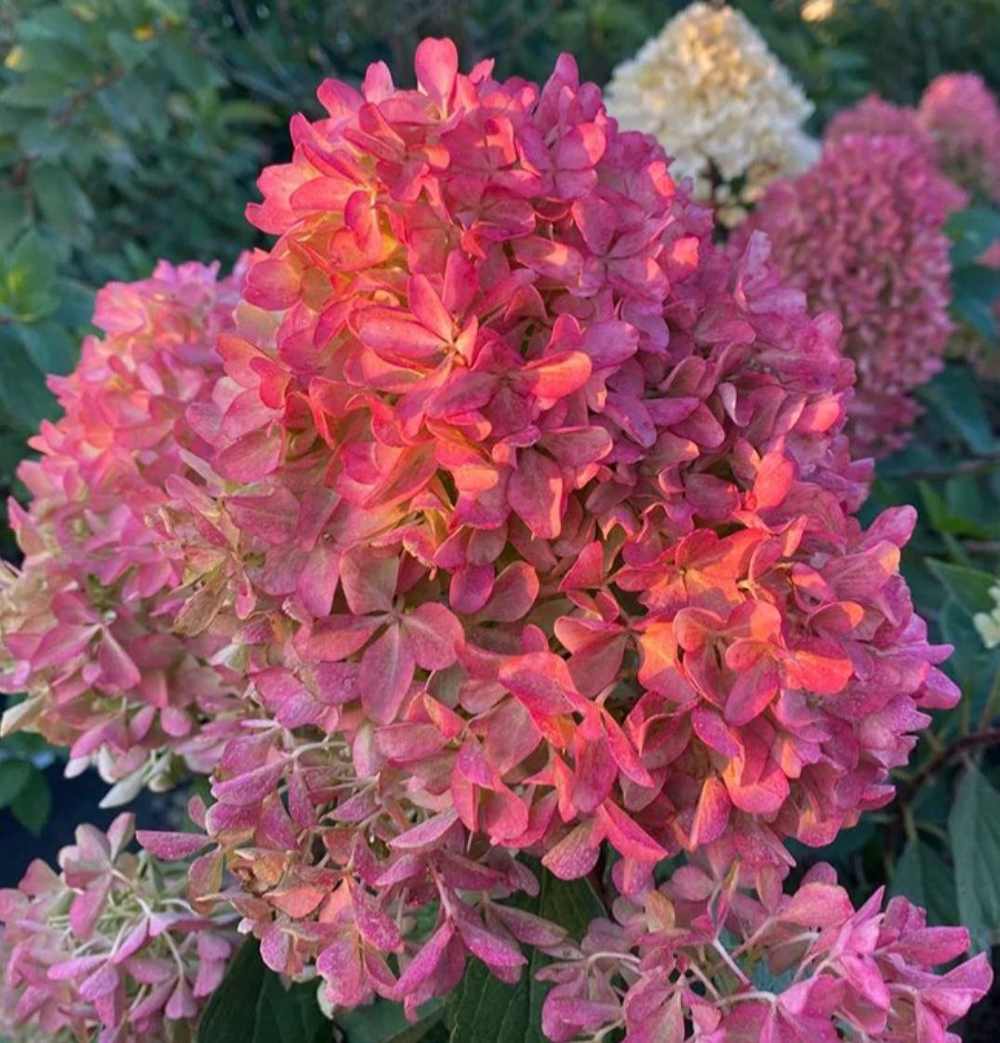 Гортензия метельчатая Петит Флори-маленький цветок (Hydrangea paniculata 'Petit Flori')