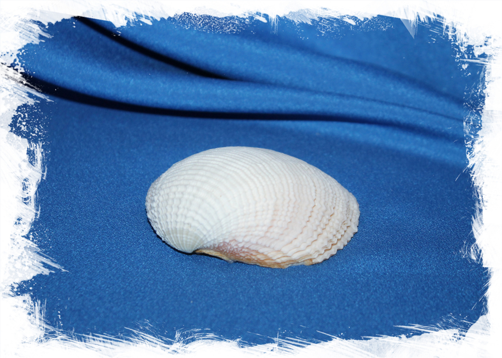 Люцина корзинка, Fimbria fimbriata