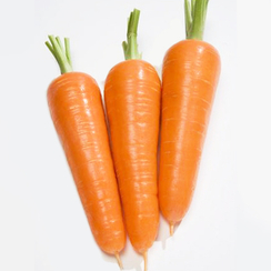 Коралина  F1 семена моркови курода/шантане (Takii / Таки)