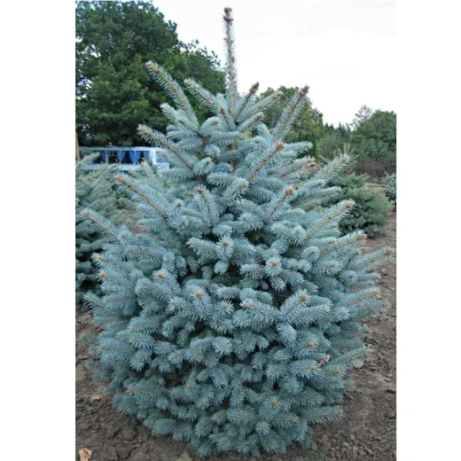 Ель Эдит С30л (130-140см) Закупка М35 наличие 2026