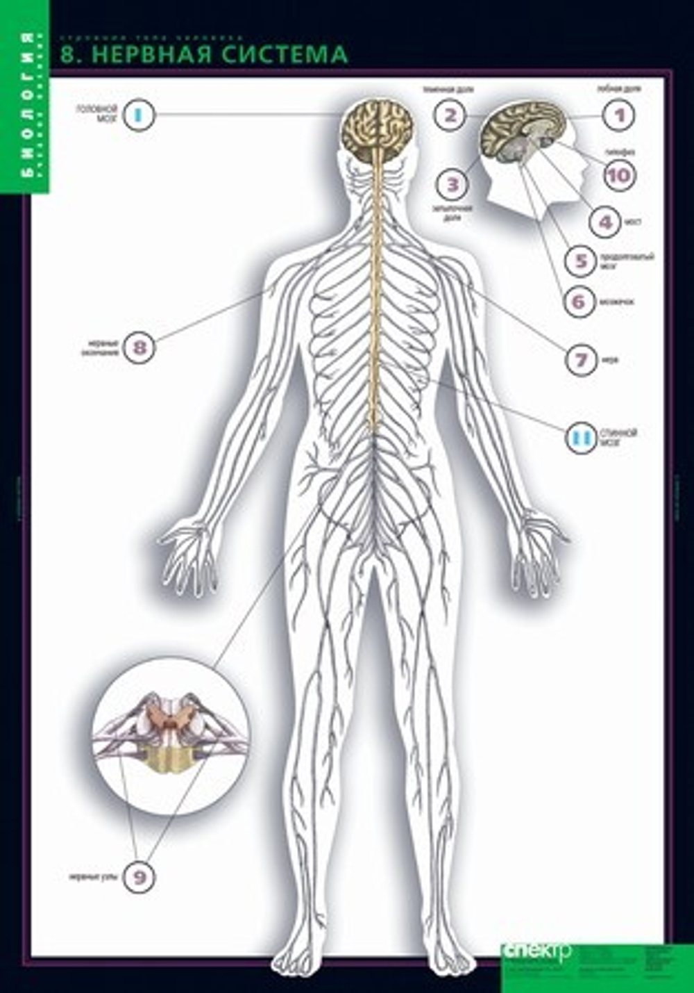 Комплект таблиц "Строение тела человека" (10табл.+ 80 карт.)