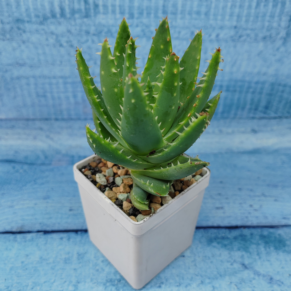 Aloe Brevifolia (Алоэ)