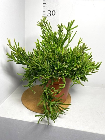 Рипсалис Евалдиана, D12см Н20см, 1шт, Нидерланды