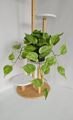 Сциндапсус / Арт 4272