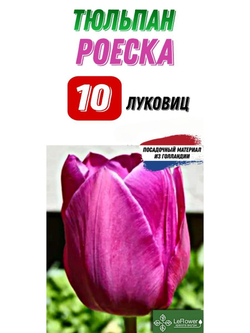 тюльпан роеска10 луковиц